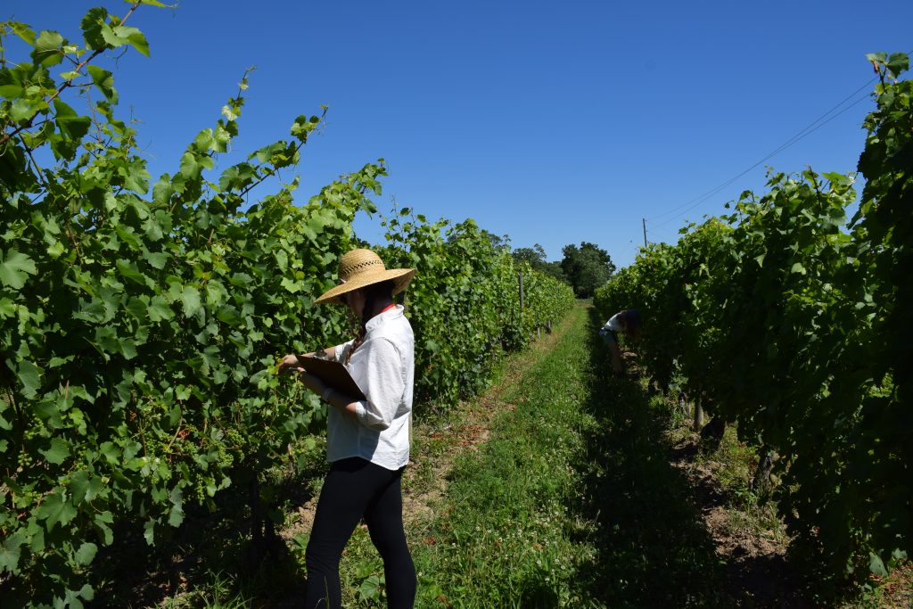 Woman standing in between two long rows of grapes growing in a vineyard. She is facing the vines on the left side, holding a clipboard in her left hand and looking at leaves in her right hand. She has brown hair, a white collared shirt, and a big straw hat. It is sunny and there are blue skies with no clouds in the background.