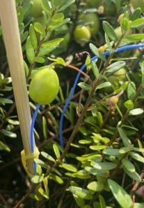 Beating The Heat: Understanding How Short- and Long-Term Heat Stress Affects Cranberry Fruit Rot