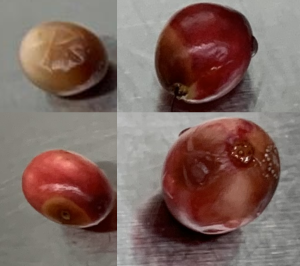 Cranberry Fruit Rots in the U.S. Pacific Northwest
